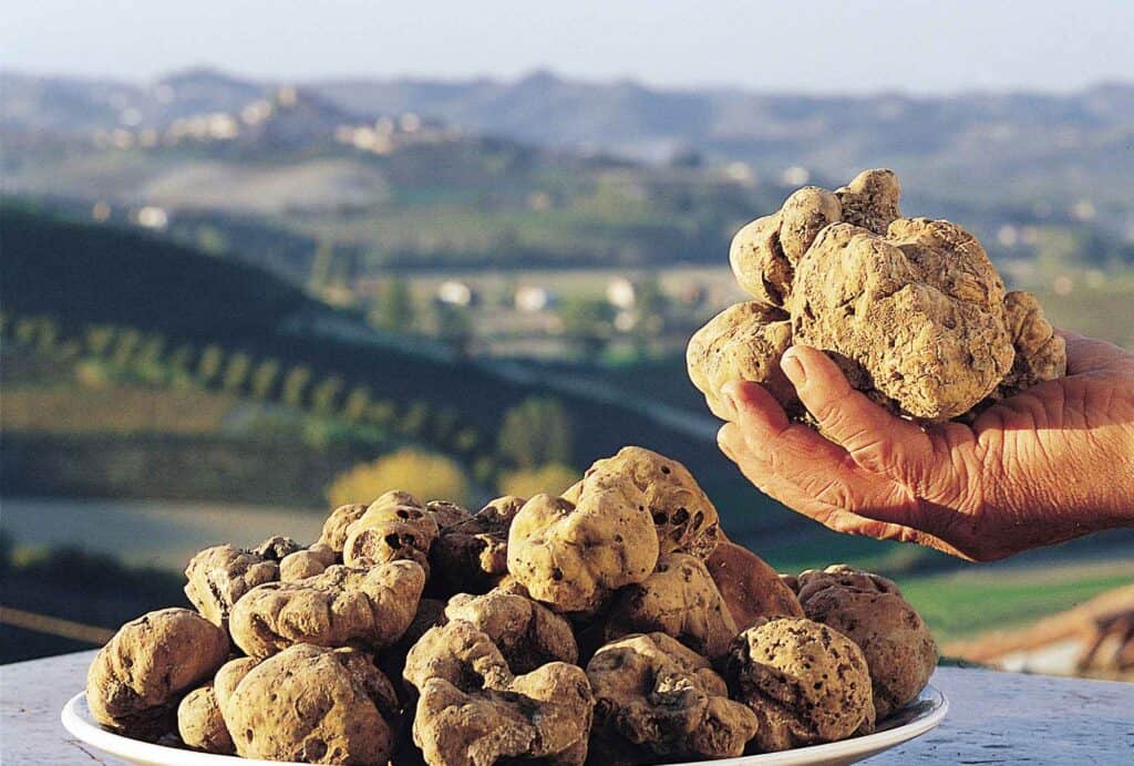 canelli tartufo bianco