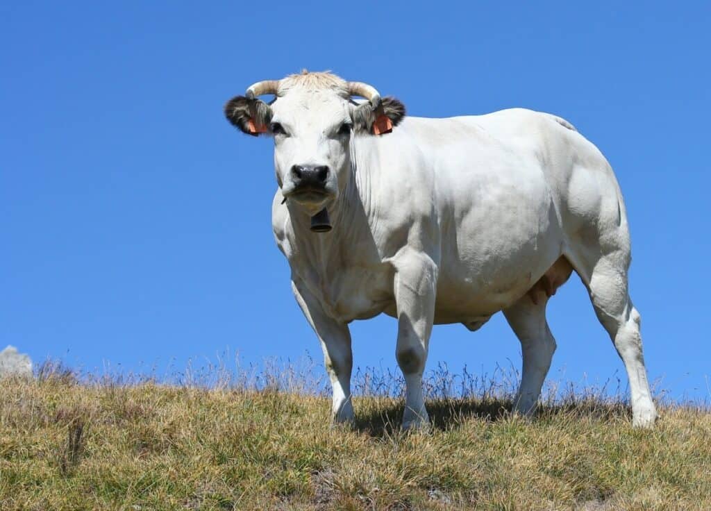 razza piemontese