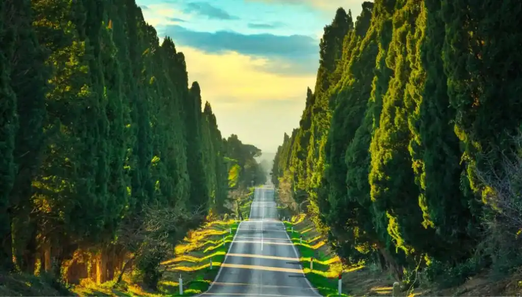 viale dei cipressi toscana