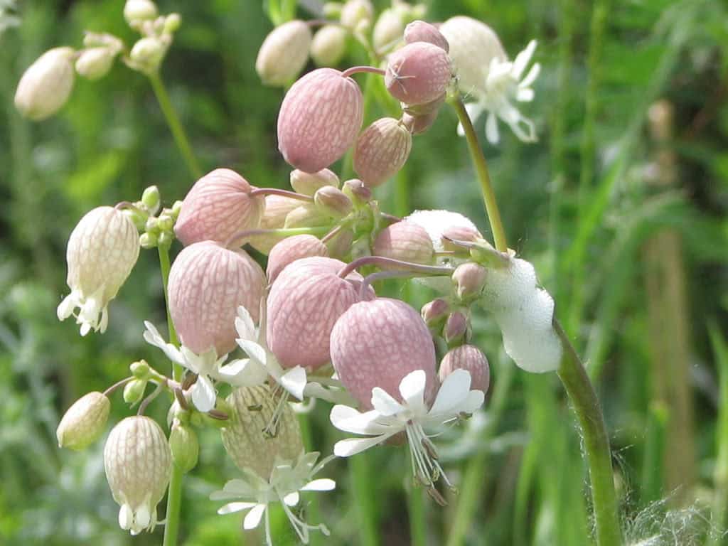 silene vulgaris